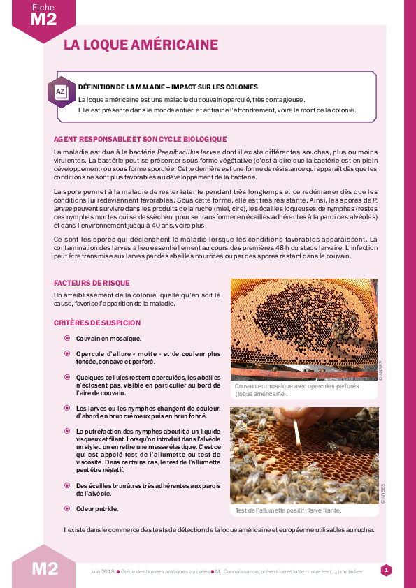 La loque américaine